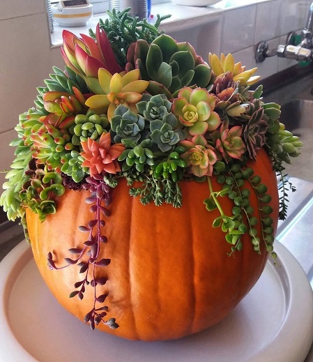 punkin sedum.jpg